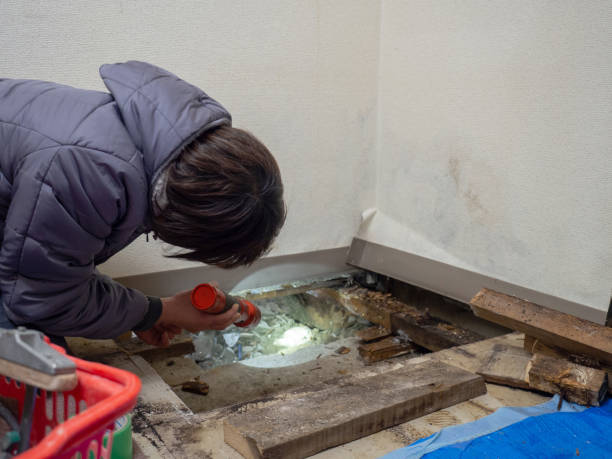 Best Mold Remediation for Healthcare Facilities  in Wilson, AR