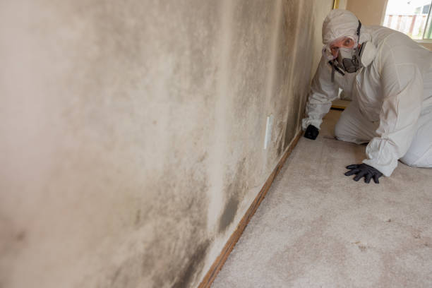 Best Post-Construction Mold Inspection  in Wilson, AR